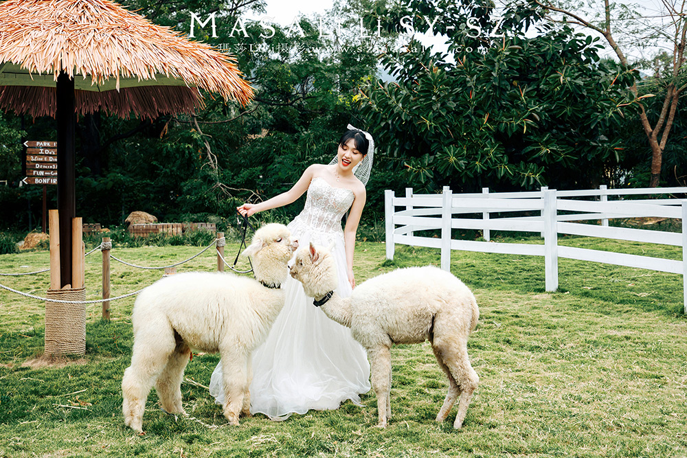 姚小姐夫妇青青牧场婚纱照                             深圳婚纱摄影工作室