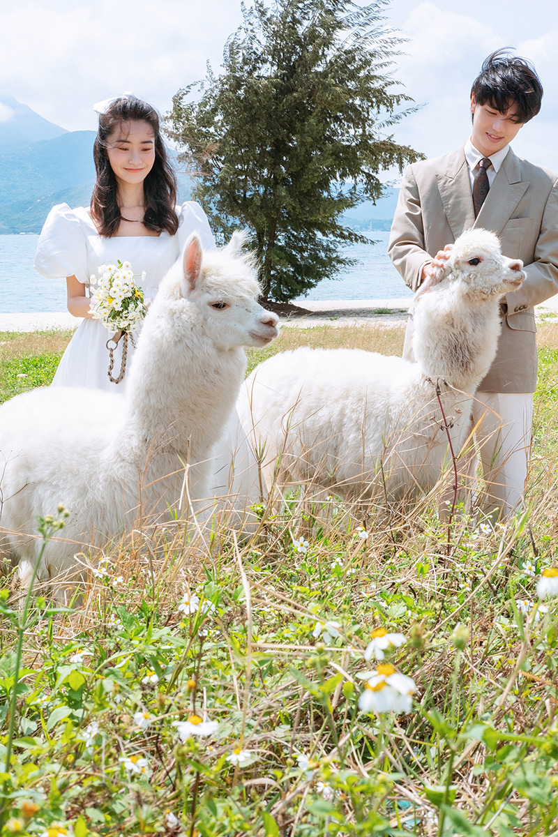 萌宠羊驼小清新风婚纱照                                深圳旅拍婚纱照