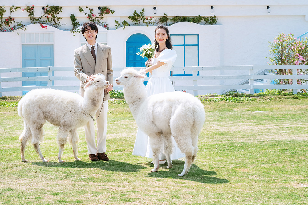 萌宠羊驼小清新风婚纱照                                深圳旅拍婚纱照