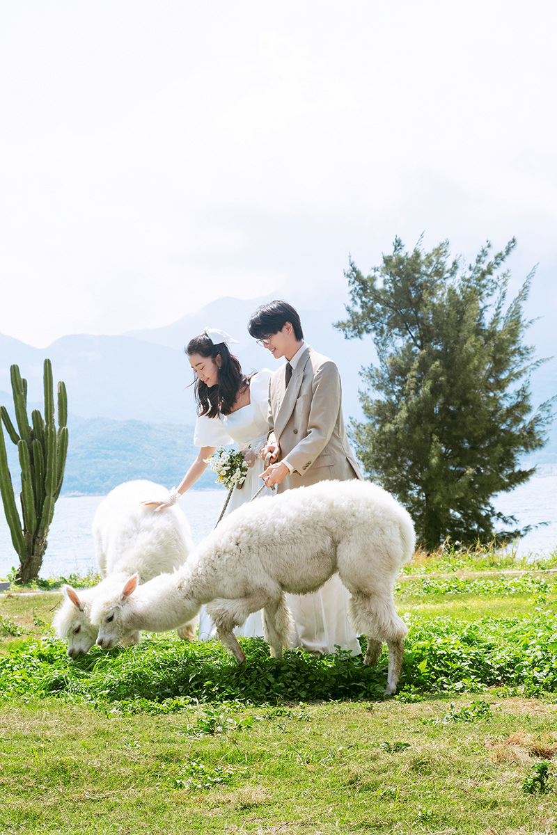 萌宠羊驼小清新风婚纱照                                深圳旅拍婚纱照