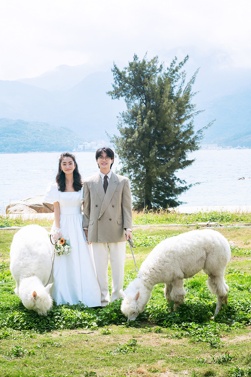 萌宠羊驼小清新风婚纱照                                深圳旅拍婚纱照